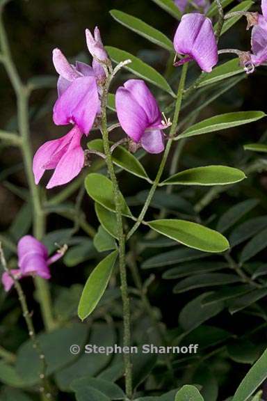 indigofera australis 5 graphic